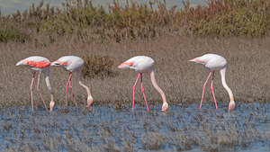 Phoenicopterus roseus (Phoenicopteridae)  - Flamant rose - Greater Flamingo Bouches-du-Rhone [France] 09/04/2016