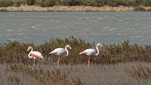 Phoenicopterus roseus (Phoenicopteridae)  - Flamant rose - Greater Flamingo Bouches-du-Rhone [France] 09/04/2016