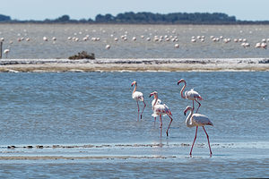 Phoenicopterus roseus (Phoenicopteridae)  - Flamant rose - Greater Flamingo Bouches-du-Rhone [France] 09/04/2016