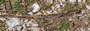 Thaumetopoea pityocampa (Notodontidae)  - Processionnaire du Pin - Pine Processionary Vaucluse [France] 10/04/2016 - 920m