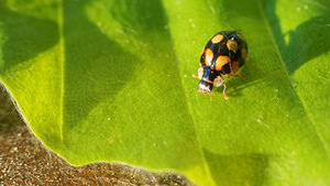 Adalia decempunctata (Coccinellidae)  - Coccinelle à dix points - Ten-spot Ladybird Ardennes [France] 08/05/2016 - 470m