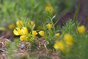 Androsace vitaliana (Primulaceae)  - Androsace de Vitaliano Hautes-Alpes [France] 28/05/2016 - 1680m