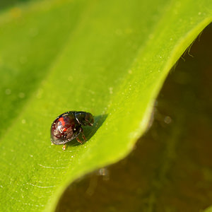 Chilocorus bipustulatus (Coccinellidae)  - Coccinelle des landes - Heather Ladybird Ardennes [France] 08/05/2016 - 470m