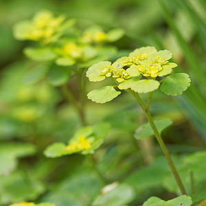 Chrysosplenium alternifolium (Saxifragaceae)  - Dorine à feuilles alternes, Cresson de rocher, Cresson doré, Hépatique dorée - Alternate-leaved Golden-saxifrage Meuse [France] 01/05/2016 - 200m