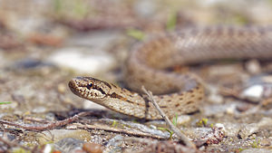 Coronella austriaca (Colubridae)  - Coronelle lisse - Smooth Snake Bas-Rhin [France] 22/05/2016 - 170m