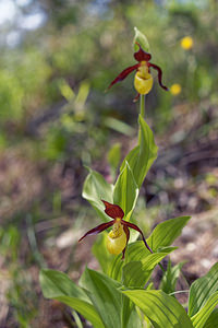 Cypripedium calceolus (Orchidaceae)  - Sabot-de-Vénus - Lady's-slipper Drome [France] 26/05/2016 - 990m