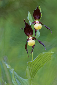 Cypripedium calceolus (Orchidaceae)  - Sabot-de-Vénus - Lady's-slipper Drome [France] 27/05/2016 - 1000m