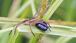 Dolomedes fimbriatus (Pisauridae)  - Dolomède des marais, Dolomède bordé - Raft Spider Doubs [France] 23/05/2016 - 750mqui a attrap? un t?tard !