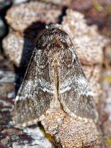 Drymonia ruficornis (Notodontidae)  - Demi-Lune noire - Lunar Marbled Brown Drome [France] 27/05/2016 - 1030m