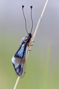 Libelloides lacteus (Ascalaphidae)  Hautes-Alpes [France] 31/05/2016 - 1240m