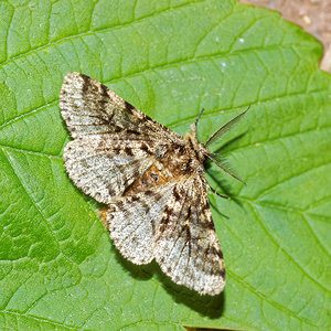 Lycia hirtaria (Geometridae)  - Phalène hérissée - Brindled Beauty Pas-de-Calais [France] 07/05/2016 - 150m