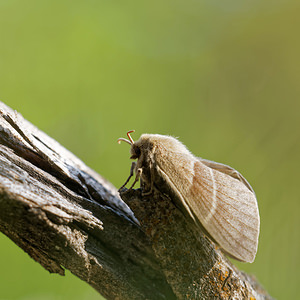Macrothylacia rubi (Lasiocampidae)  - Bombyx de la Ronce, Polyphage - Fox Moth Drome [France] 26/05/2016 - 1210m