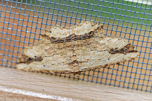 Menophra abruptaria (Geometridae)  - Boarmie pétrifiée - Waved Umber Drome [France] 27/05/2016 - 1030m