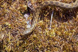 Natrix maura (Natricidae)  - Couleuvre vipérine - Viperine Snake Drome [France] 26/05/2016 - 1030m