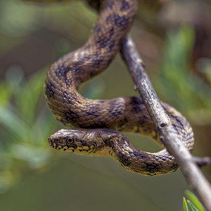 Natrix maura Couleuvre vipérine Viperine Snake