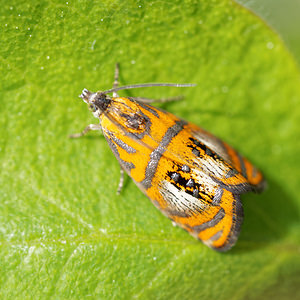 Olethreutes arcuella (Tortricidae)  Drome [France] 25/05/2016 - 1200m