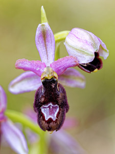 Ophrys saratoi (Orchidaceae)  - Ophrys de Sarato, Ophrys de la Drôme Drome [France] 24/05/2016 - 390m