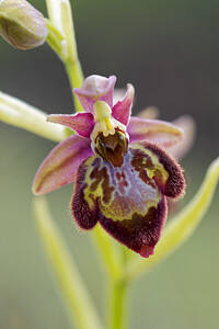 Ophrys x castroviejoi (Orchidaceae)  - Ophrys de CastroviejoOphrys scolopax x Ophrys speculum. Drome [France] 24/05/2016 - 600m