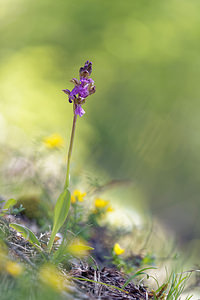 Orchis spitzelii (Orchidaceae)  - Orchis de Spitzel Isere [France] 27/05/2016 - 1050m