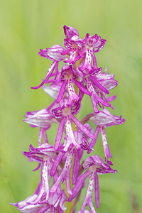 Orchis x spuria (Orchidaceae)  - Orchis bâtardOrchis anthropophora x Orchis militaris. Drome [France] 24/05/2016 - 600m