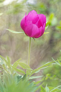 Paeonia officinalis (Paeoniaceae)  - Pivoine officinale - Garden Peony Drome [France] 25/05/2016 - 1200m