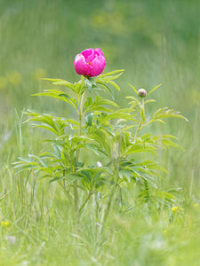 Paeonia officinalis (Paeoniaceae)  - Pivoine officinale - Garden Peony Hautes-Alpes [France] 31/05/2016 - 1120m