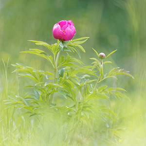 Paeonia officinalis (Paeoniaceae)  - Pivoine officinale - Garden Peony Hautes-Alpes [France] 31/05/2016 - 1120m