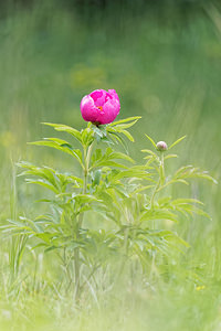 Paeonia officinalis (Paeoniaceae)  - Pivoine officinale - Garden Peony Hautes-Alpes [France] 31/05/2016 - 1120m