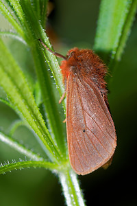 Phragmatobia fuliginosa (Erebidae)  - Ecaille cramoisie Pas-de-Calais [France] 07/05/2016 - 150m