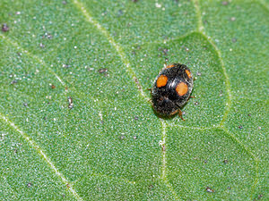 Platynaspis luteorubra (Coccinellidae)  Pas-de-Calais [France] 09/05/2016 - 60m