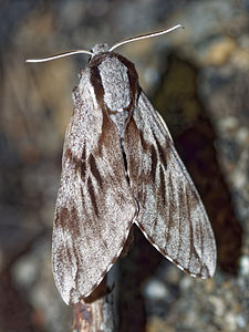 Sphinx pinastri (Sphingidae)  - Sphinx du Pin - Pine Hawk-moth Hautes-Alpes [France] 31/05/2016 - 890m