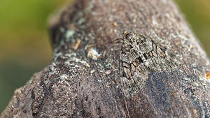 Thera britannica ou variata (Geometridae)  - Corythée Bas-Rhin [France] 22/05/2016 - 670m