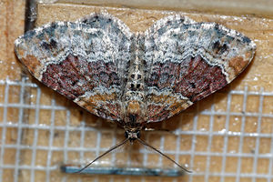 Xanthorhoe spadicearia (Geometridae)  - Oxydée - Red Twin-spot Carpet Pas-de-Calais [France] 08/05/2016 - 150m