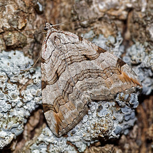 Aplocera plagiata (Geometridae)  - Triple Raie, Rayure commune - Treble Bar Hautes-Alpes [France] 01/06/2016 - 1130m