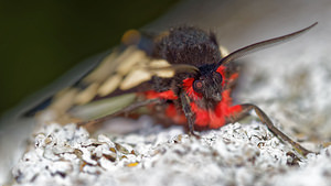 Arctia villica (Erebidae)  - Ecaille fermière, Ecaille villageoise Hautes-Alpes [France] 01/06/2016 - 1130m