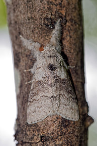 Calliteara pudibunda (Erebidae)  - Pudibonde, Patte-Etendue - Pale Tussock Hautes-Alpes [France] 02/06/2016 - 1120m