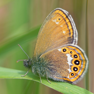 Coenonympha hero (Nymphalidae)  - Mélibée Doubs [France] 07/06/2016 - 750m