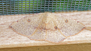 Cyclophora puppillaria (Geometridae)  - Ephyre pupillée - Blair's Mocha Hautes-Alpes [France] 02/06/2016 - 1090m