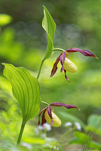 Cypripedium calceolus (Orchidaceae)  - Sabot-de-Vénus - Lady's-slipper Savoie [France] 06/06/2016 - 1140m