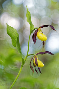 Cypripedium calceolus (Orchidaceae)  - Sabot-de-Vénus - Lady's-slipper Savoie [France] 06/06/2016 - 1190m