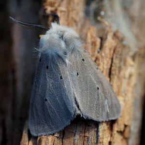 Diaphora mendica (Erebidae)  - Ecaille mendiante - Muslin Moth Hautes-Alpes [France] 03/06/2016 - 1100m