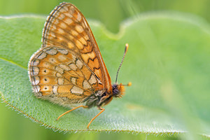 Euphydryas aurinia (Nymphalidae)  - Damier de la Succise - Marsh Fritillary Doubs [France] 07/06/2016 - 750m