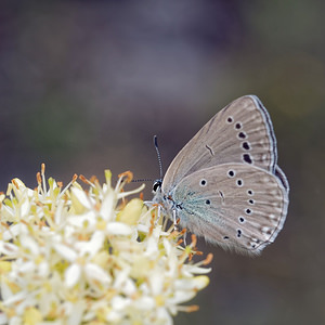 Glaucopsyche iolas (Lycaenidae)  - Azuré du Baguenaudier Hautes-Alpes [France] 02/06/2016 - 800m