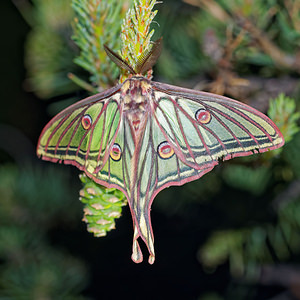 Graellsia isabellae (Saturniidae)  - Isabelle, Bombyx Isabelle, Isabelle de France, Papillon vitrail Hautes-Alpes [France] 01/06/2016 - 1130m