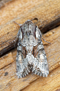 Lacanobia w-latinum (Noctuidae)  - Noctuelle du Genêt - Light Brocade Hautes-Alpes [France] 02/06/2016 - 1100m