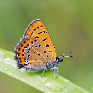 Lycaena helle (Lycaenidae)  - Cuivré de la Bistorte Doubs [France] 08/06/2016 - 830m