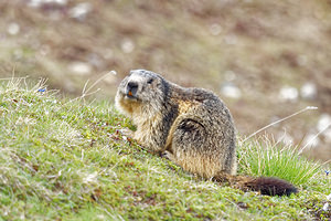 Marmota marmota Marmotte des Alpes, Marmotte