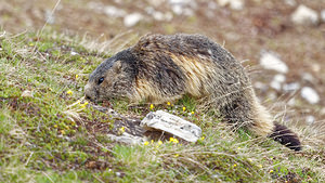 Marmota marmota (Sciuridae)  - Marmotte des Alpes, Marmotte Savoie [France] 05/06/2016 - 2400m