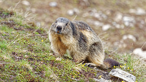 Marmota marmota (Sciuridae)  - Marmotte des Alpes, Marmotte Savoie [France] 05/06/2016 - 2400m