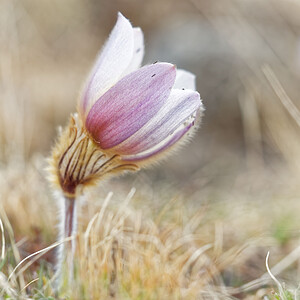 Pulsatilla vernalis (Ranunculaceae)  - Pulsatille printanière, Pulsatille de printemps, Anémone printanière, Anémone de printemps Savoie [France] 04/06/2016 - 2370m